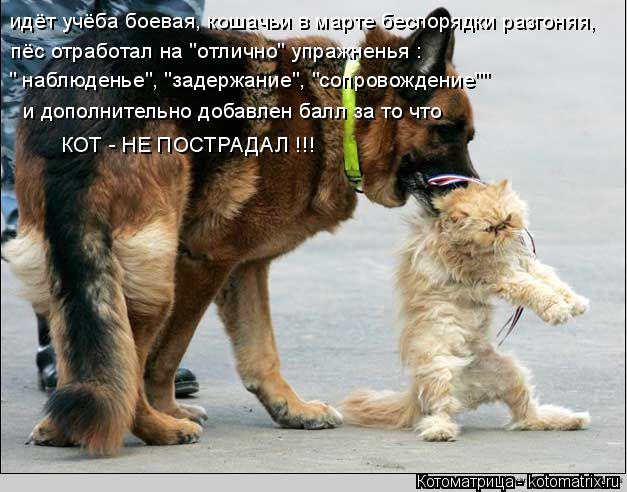 идёт учёба боевая, кошачьи в марте беспорядки разгоняя, пёс отработал на "отлично" упражненья : " на... Котоматрица: идёт учёба боевая, кошачьи в марте беспорядки разгоняя, пёс отработал на "отлично" упражненья : " наблюденье", "задержание", "сопровождение""