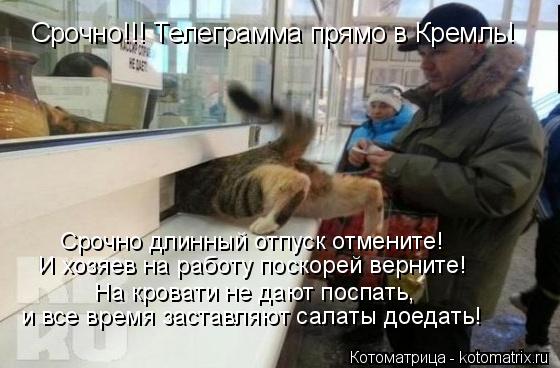 Срочно!!! Телеграмма прямо в Кремль! Срочно длинный отпуск отмените! И хозяев на работу поскорей верн... Котоматрица: Срочно!!! Телеграмма прямо в Кремль! Срочно длинный отпуск отмените! И хозяев на работу поскорей верните! На кровати не дают поспать, и все вр