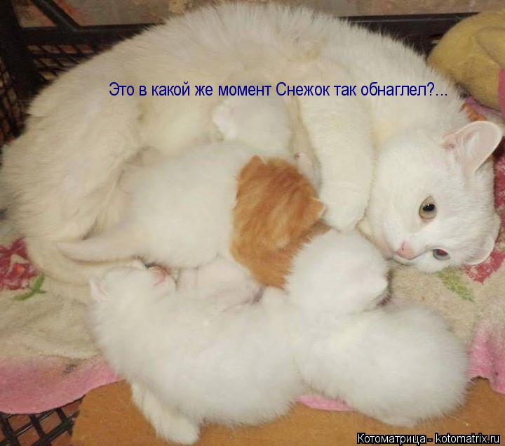 Это в какой же момент Снежок так обнаглел?...... Котоматрица: Это в какой же момент Снежок так обнаглел?...