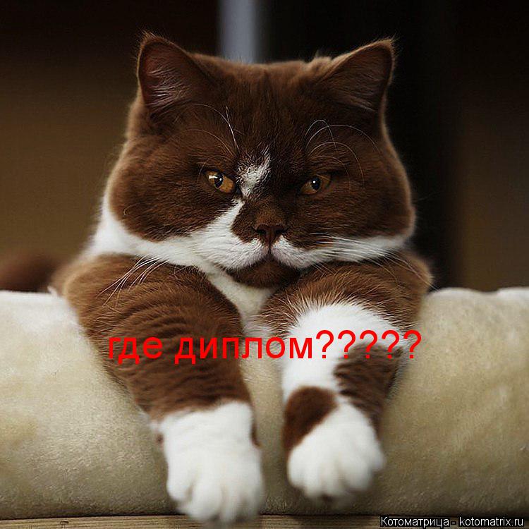 где диплом?????... Котоматрица: где диплом?????