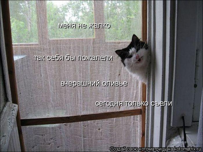 меня не жалко так себя бы пожалели вчерашний оливье сегодня только съели... Котоматрица: меня не жалко так себя бы пожалели вчерашний оливье сегодня только съели