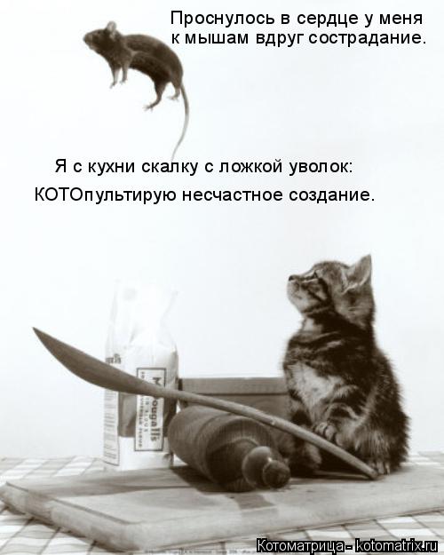 Проснулось в сердце у меня к мышам вдруг сострадание. Я с кухни скалку с ложкой уволок: КОТОпультирую... Котоматрица: Проснулось в сердце у меня к мышам вдруг сострадание. Я с кухни скалку с ложкой уволок: КОТОпультирую несчастное создание.