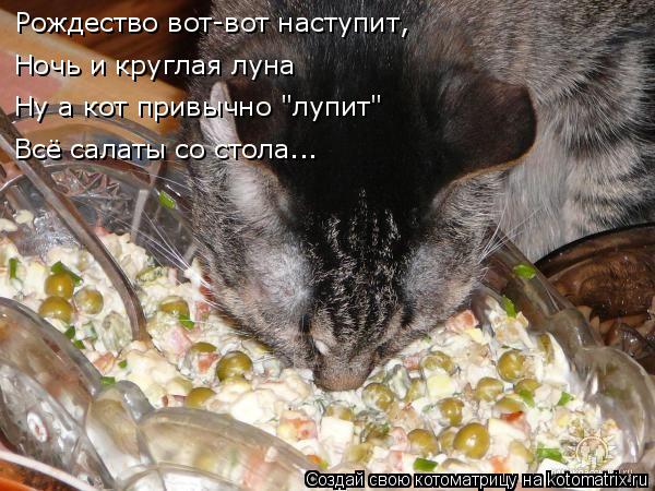 Котоматрица: Рождество вот-вот наступит, Ночь и круглая луна Ну а кот привычно "лупит" Всё салаты со стола...