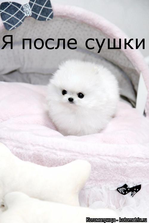 Я после сушки... Котоматрица: Я после сушки