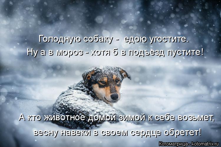 Ну а в мороз - хотя б в подъезд пустите! Голодную собаку - едою угостите. А кто животное домой зимой... Котоматрица: Ну а в мороз - хотя б в подъезд пустите! Голодную собаку - едою угостите. А кто животное домой зимой к себе возьмет, весну навеки в своем сердц