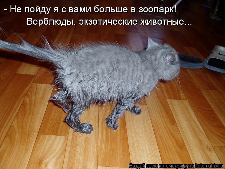 - Не пойду я с вами больше в зоопарк! Верблюды, экзотические животные...... Котоматрица: - Не пойду я с вами больше в зоопарк! Верблюды, экзотические животные...
