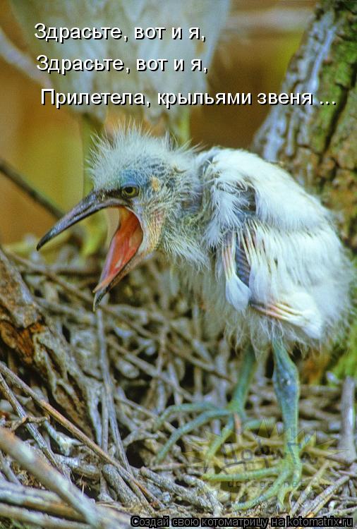 Здрасьте, вот и я, Здрасьте, вот и я, Прилетела, крыльями звеня ...... Котоматрица: Здрасьте, вот и я, Здрасьте, вот и я, Прилетела, крыльями звеня ...