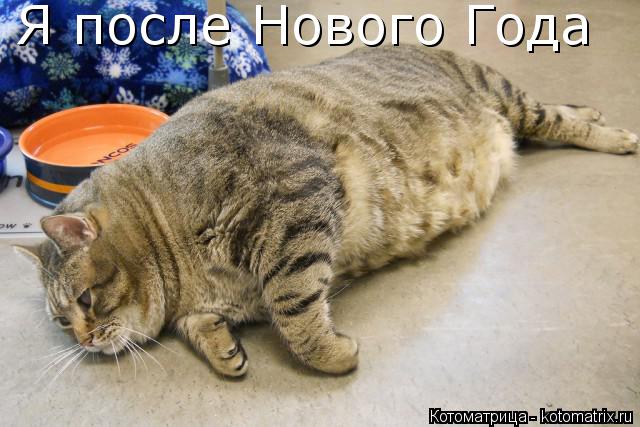 Я после Нового Года... Котоматрица: Я после Нового Года