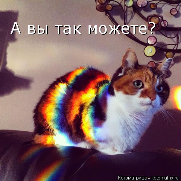 А вы так можете?... Котоматрица: А вы так можете?