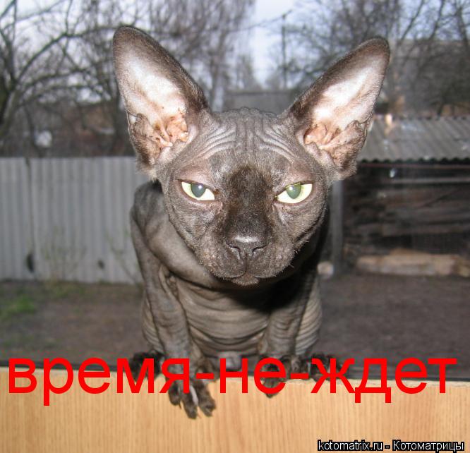 время-не-ждет... Котоматрица: время-не-ждет