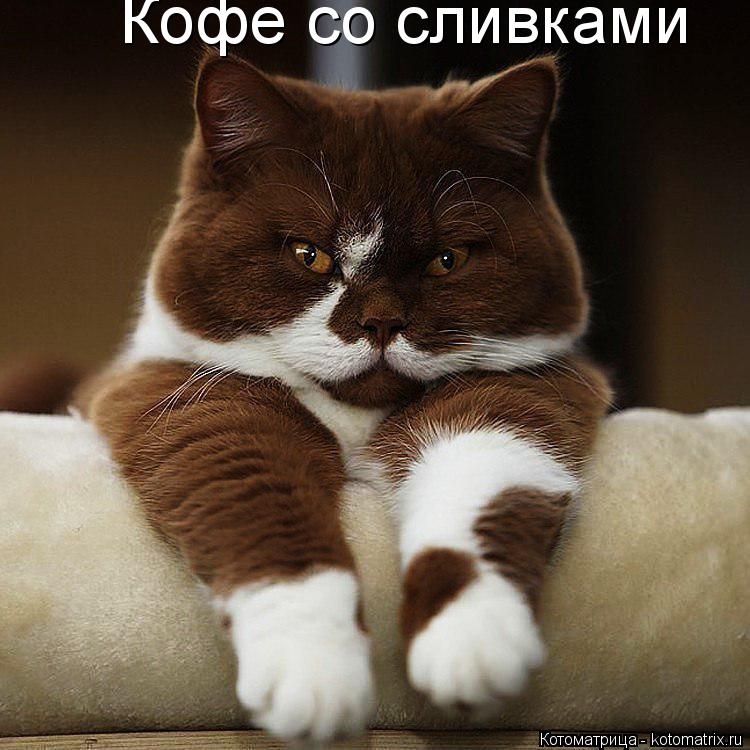 Кофе со сливками... Котоматрица: Кофе со сливками