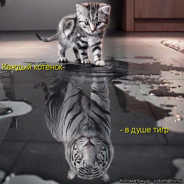 Каждый котёнок- - в душе тигр... Котоматрица: Каждый котёнок- - в душе тигр