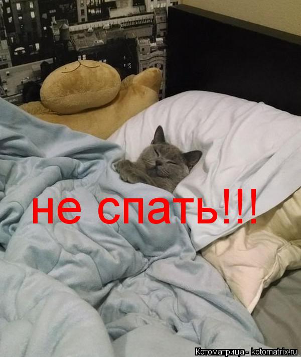 не спать!!!... Котоматрица: не спать!!!