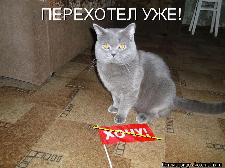 Котоматрица: ПЕРЕХОТЕЛ УЖЕ! -------------