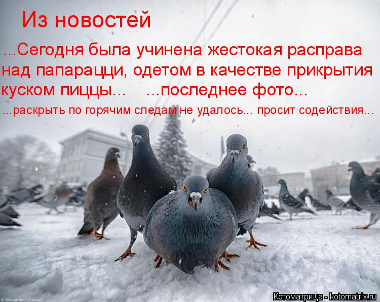 Из новостей ...Сегодня была учинена жестокая расправа над папарацци, одетом в качестве прикрытия куск... Котоматрица: Из новостей ...Сегодня была учинена жестокая расправа над папарацци, одетом в качестве прикрытия куском пиццы... ...последнее фото... ...раскр