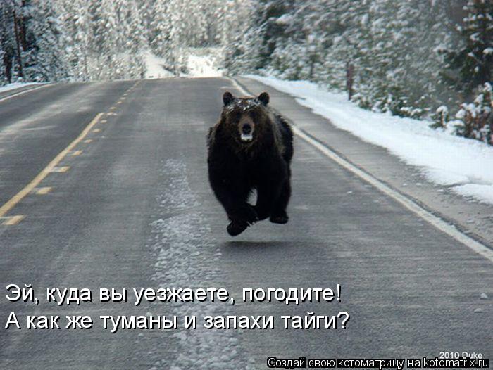 Эй, куда вы уезжаете, погодите! А как же туманы и запахи тайги?... Котоматрица: Эй, куда вы уезжаете, погодите! А как же туманы и запахи тайги?