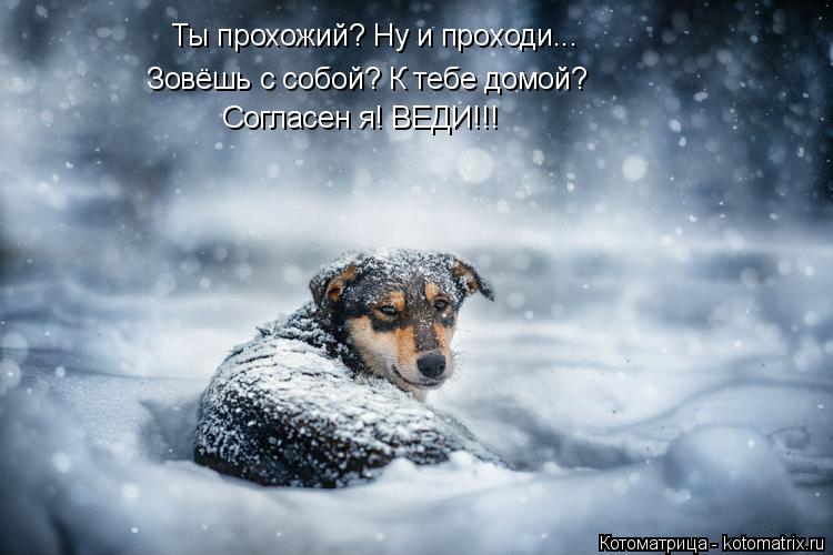 Ты прохожий? Ну и проходи... Зовёшь с собой? К тебе домой? Согласен я! ВЕДИ!!!... Котоматрица: Ты прохожий? Ну и проходи... Зовёшь с собой? К тебе домой? Согласен я! ВЕДИ!!!