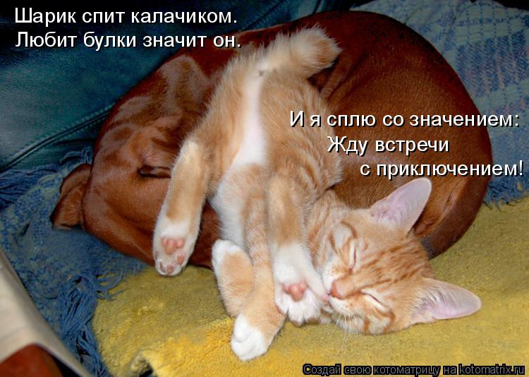Котоматрица: Шарик спит калачиком. Любит булки значит он. И я сплю со значением: Жду встречи  с приключением!