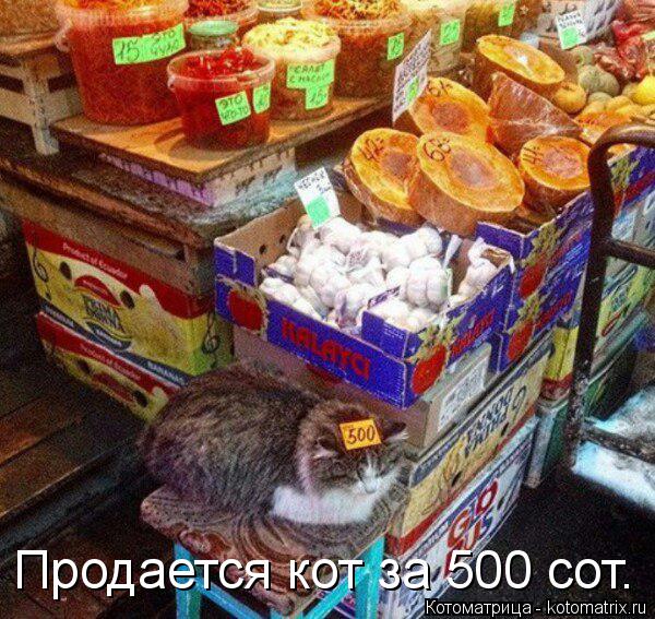 Котоматрица: Продается кот за 500 сот.
