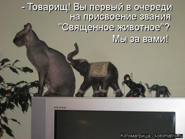 Котоматрица: - Товарищ! Вы первый в очереди на присвоение звания "Священное животное"? Мы за вами!