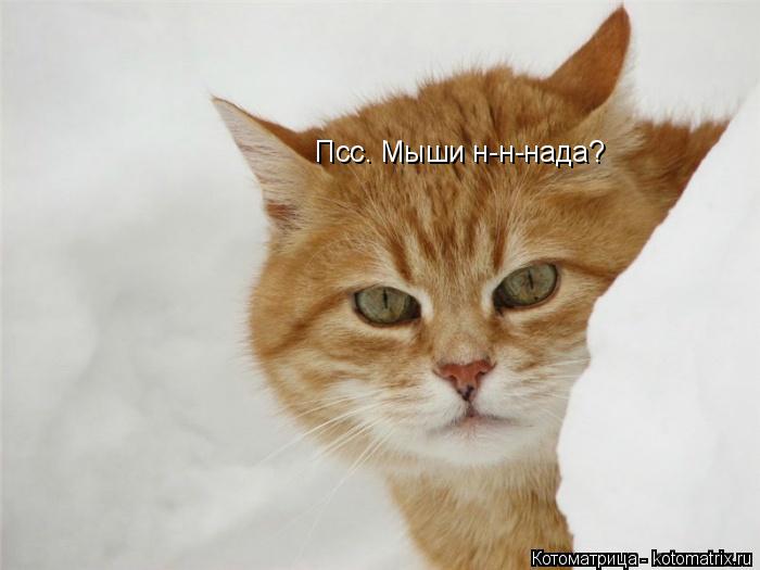 Псс. Мыши н-н-нада?... Котоматрица: Псс. Мыши н-н-нада?