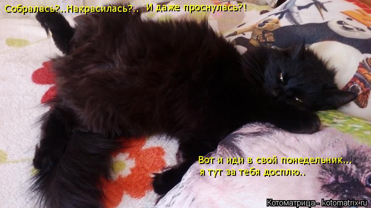 Собралась?..Накрасилась?.. И даже проснулась?! Вот и иди в свой понедельник... я тут за тебя досплю.... Котоматрица: Собралась?..Накрасилась?.. И даже проснулась?! Вот и иди в свой понедельник... я тут за тебя досплю..