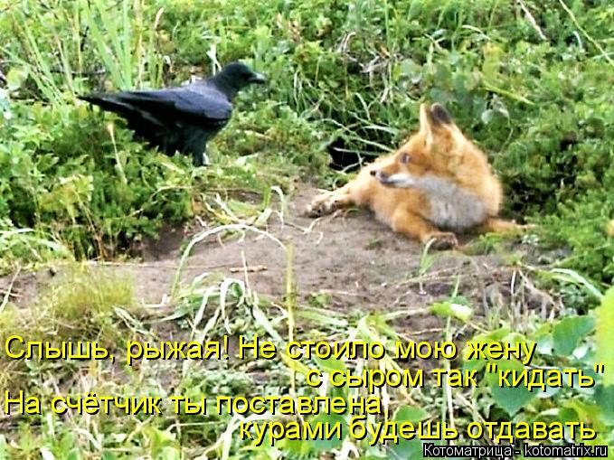 с сыром так "кидать" На счётчик ты поставлена, курами будешь отдавать Слышь, рыжая! Не стоило мою жен... Котоматрица: с сыром так "кидать" На счётчик ты поставлена, курами будешь отдавать Слышь, рыжая! Не стоило мою жену