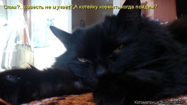Спим?.. совесть не мучает? А котейку кормить когда пойдем?... Котоматрица: Спим?.. совесть не мучает? А котейку кормить когда пойдем?