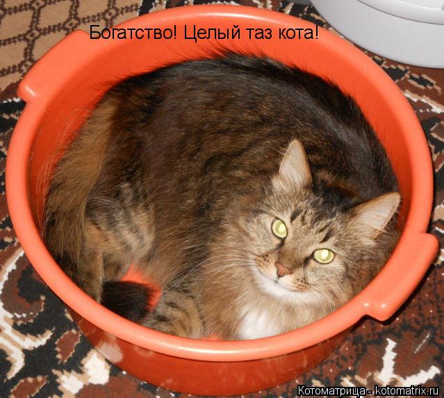 Богатство! Целый таз кота!... Котоматрица: Богатство! Целый таз кота!