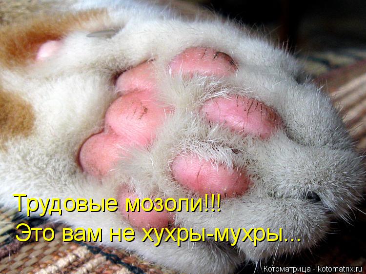 Трудовые мозоли!!! Это вам не хухры-мухры...... Котоматрица: Трудовые мозоли!!! Это вам не хухры-мухры...
