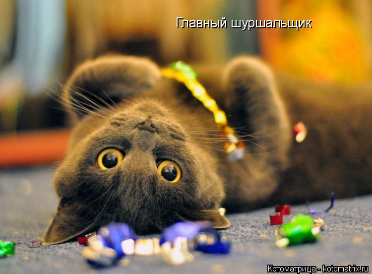 Главный шуршальщик... Котоматрица: Главный шуршальщик