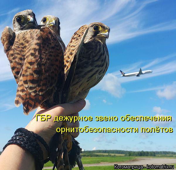 ГБР дежурное звено обеспечения орнитобезопасности полётов... Котоматрица: ГБР дежурное звено обеспечения орнитобезопасности полётов