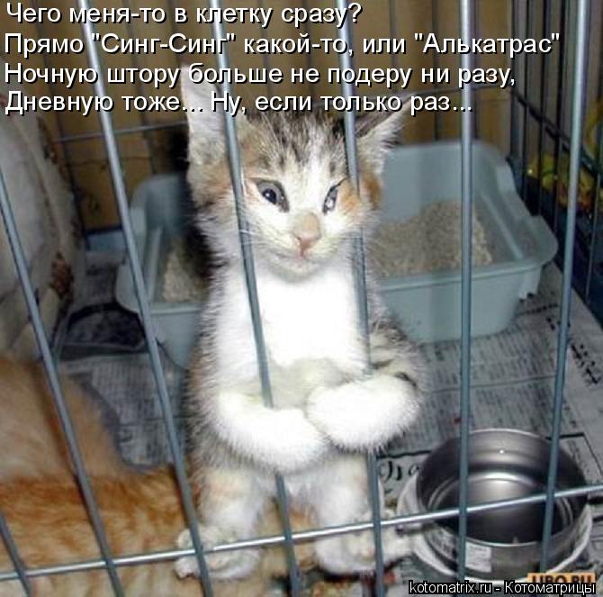 Чего меня-то в клетку сразу? Прямо "Синг-Синг" какой-то, или "Алькатрас" Ночную штору больше не подер... Котоматрица: Чего меня-то в клетку сразу? Прямо "Синг-Синг" какой-то, или "Алькатрас" Ночную штору больше не подеру ни разу, Дневную тоже... Ну, если только р