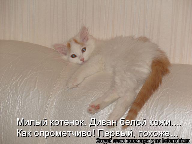 Котоматрица: Милый котенок. Диван белой кожи.... Как опрометчиво! Первый, похоже...