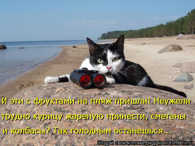 Котоматрица: и колбасы? Так голодным останешься... трудно курицу жареную принести, сметаны И эти с фруктами на пляж пришли! Неужели