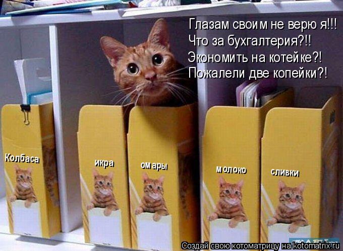 Колбаса икра омары молоко сливки Экономит... Котоматрица: Колбаса икра омары молоко сливки Экономить на котейке?! Пожалели две копейки?! Что за бухгалтерия?!! Глазам