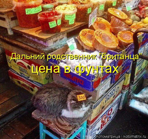 Дальний родственник "британца" цена в фунтах... Котоматрица: Дальний родственник "британца" цена в фунтах