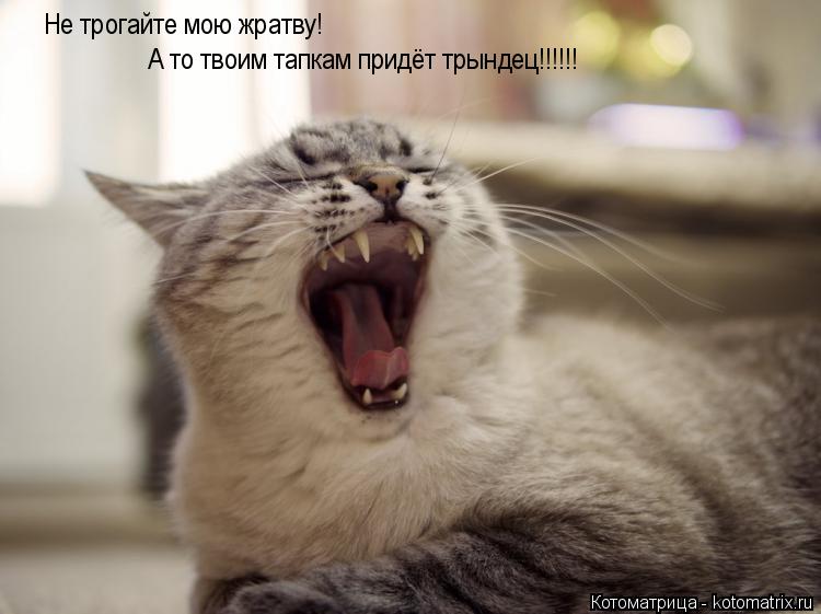 Не трогайте мою жратву! А то твоим тапкам придёт трындец!!!!!!... Котоматрица: Не трогайте мою жратву! А то твоим тапкам придёт трындец!!!!!!