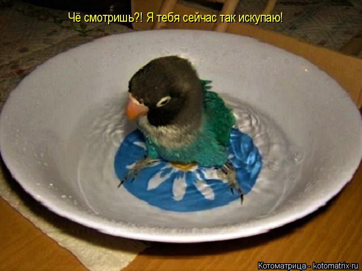 Чё смотришь?! Я тебя сейчас так искупаю!... Котоматрица: Чё смотришь?! Я тебя сейчас так искупаю!