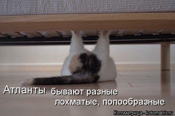 Атланты бывают разные лохматые, попообразные... Котоматрица: Атланты бывают разные лохматые, попообразные