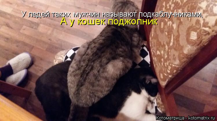 У ледей таких мужчин называют подкаблучниками, А у кошек поджопник... Котоматрица: У ледей таких мужчин называют подкаблучниками, А у кошек поджопник