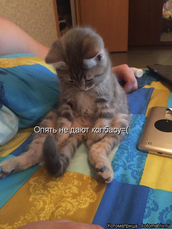 Опять не дают колбасу=(... Котоматрица: Опять не дают колбасу=(