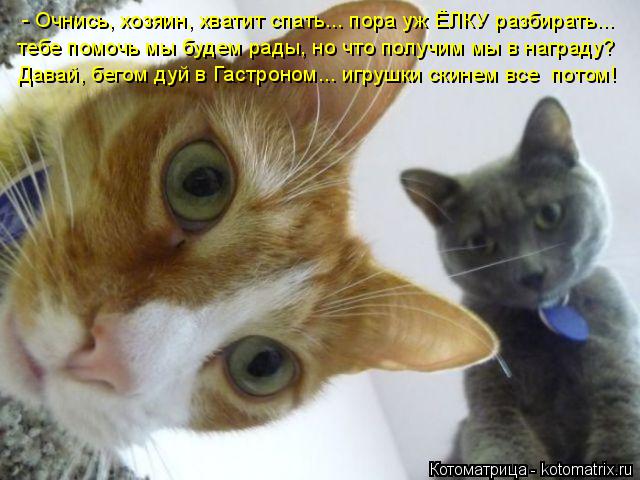 - Очнись, хозяин, хватит спать... пора уж ЁЛКУ разбирать... тебе помочь мы будем рады, но что получим... Котоматрица: - Очнись, хозяин, хватит спать... пора уж ЁЛКУ разбирать... тебе помочь мы будем рады, но что получим мы в награду? Давай, бегом дуй в Гастроном...