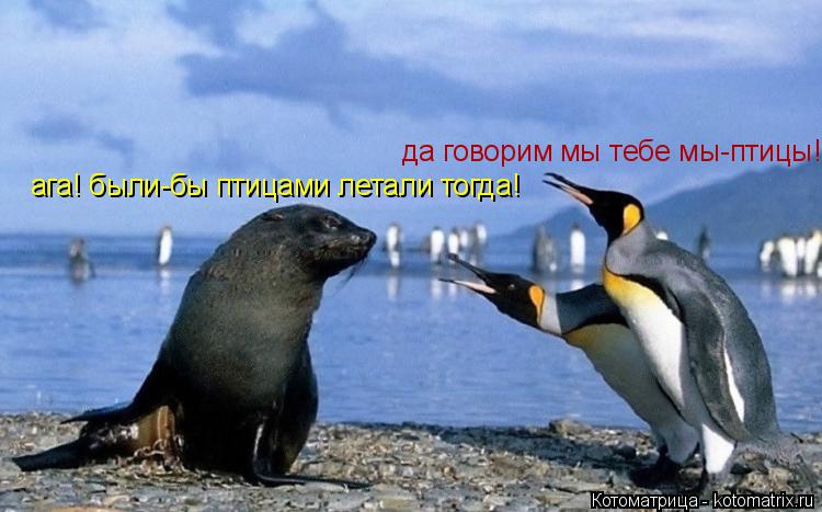 Котоматрица: да говорим мы тебе мы-птицы! ага! были-бы птицами летали тогда!