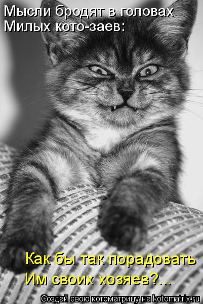 Котоматрица: Мысли бродят в головах Милых кото-заев: Как бы так порадовать Им своих хозяев?...