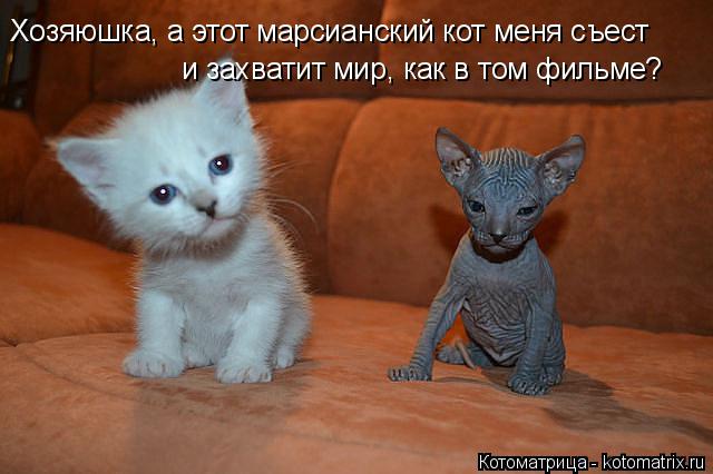 Котоматрица: Хозяюшка, а этот марсианский кот меня съест и захватит мир, как в том фильме?