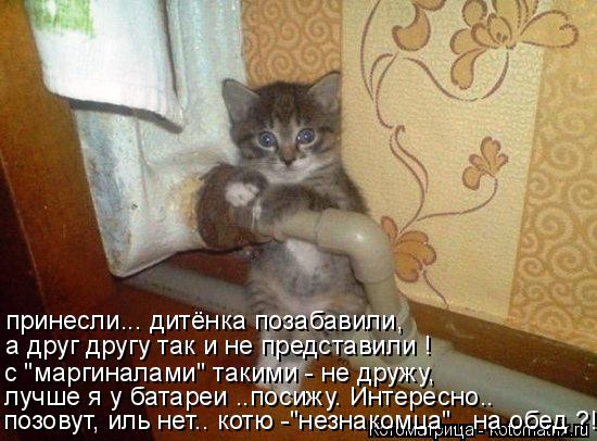 принесли... дитёнка позабавили, а друг другу так и не представили ! с "маргиналами" такими - не дружу... Котоматрица: принесли... дитёнка позабавили, а друг другу так и не представили ! с "маргиналами" такими - не дружу, лучше я у батареи ..посижу. Интересно.. поз