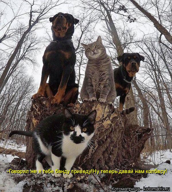 Котоматрица: -Говорил же я тебе банду приведу!Ну теперь давай нам колбасу!