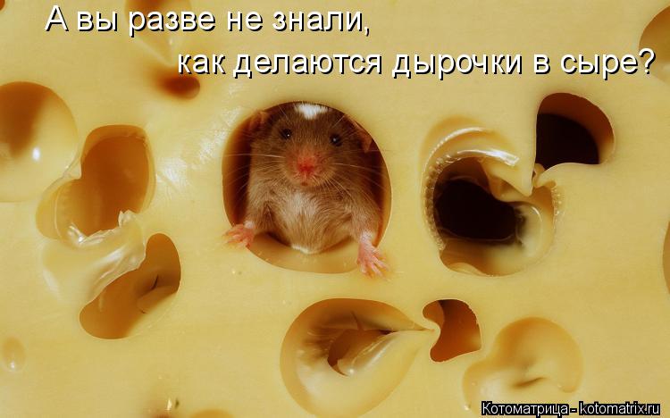 Котоматрица: А вы разве не знали, как делаются дырочки в сыре?