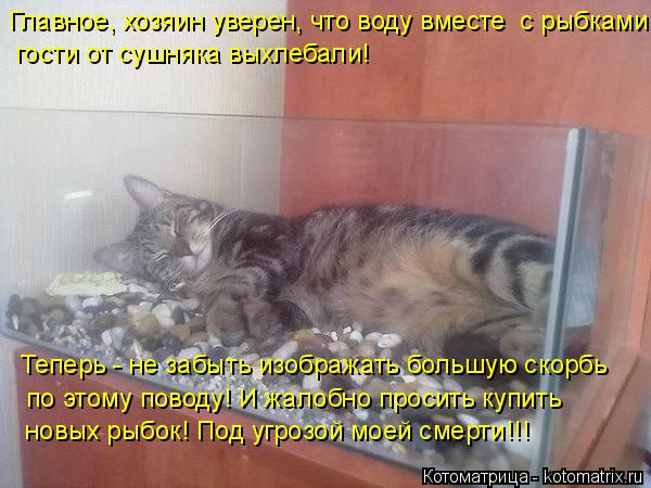 Котоматрица: Главное, хозяин уверен, что воду вместе  с рыбками  гости от сушняка выхлебали! Теперь - не забыть изображать большую скорбь  новых рыбок! Под